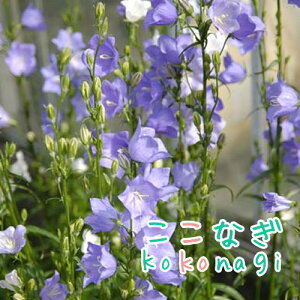 t傤@u[@c@9Z`|bg@3@t@j[@oMLE@oLLE@΂傤@΂傤