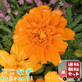 【送料無料・12Pセット】矮性マリーゴールド（フレンチ系）オレンジ　9センチポット　3号　花苗セット