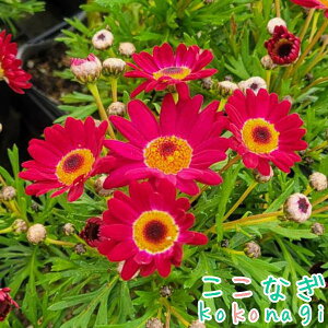 lG炫}[Kbg@AWFN@r[@GWFbNV[Y@10.5Z`|bg@3.5