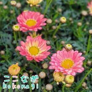 }[Kbg f[W[ N[sN f[W[V[Y@10.5cm|bg@3.5