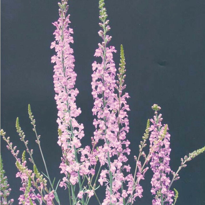 楽天市場 宿根リナリア ヒメキンギョソウ プルプレア ピンク 姫金魚草 ひめきんぎょそう 9センチポット 3号 ここなぎ 楽天市場 宿根リナリア ヒメキンギョソウ プルプレア ピンク 姫金魚草 ひめきんぎょそう 9センチポット 3号 ここなぎ