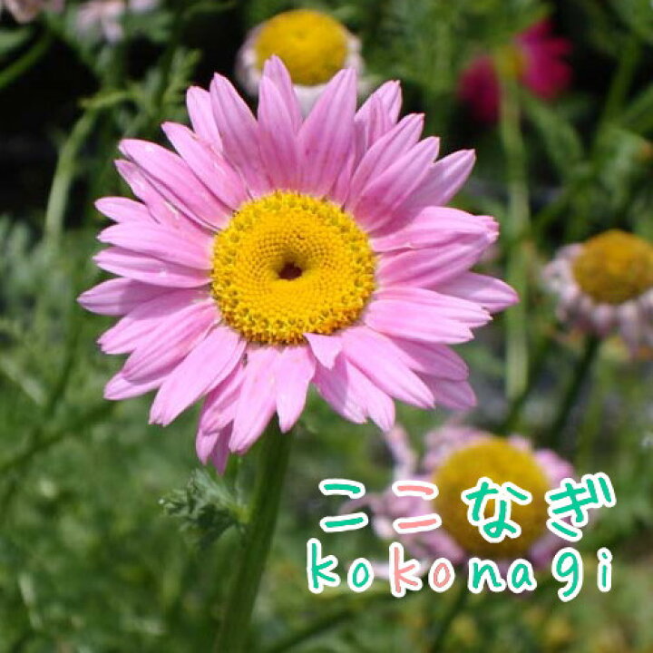 楽天市場 ジョチュウギク 除虫菊 ピンク 9センチポット ３号 ここなぎ