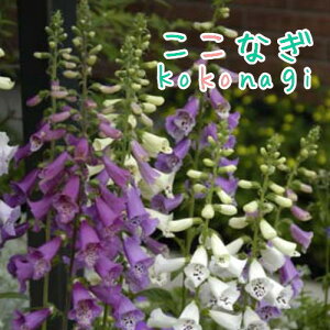 WM^XetHNV[~bNXf9Z`|bg@3