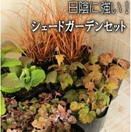 【送料無料】【北向き・日陰・ベランダ】シェードガーデンセット 　花苗 セット　リーフプランツ　12ポッ…