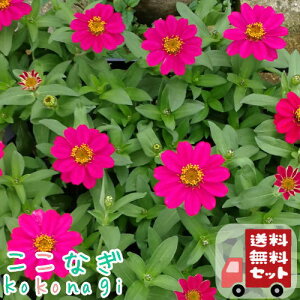 �y���������E12P�Z�b�g�z�W�j�A�@�v���t���[�W�����@�`�F���[�@�c�@9�Z���`�|�b�g�@3��