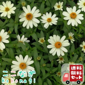 【送料無料・12Pセット】ジニア　プロフュージョン　ホワイト　苗　9センチポット　3号