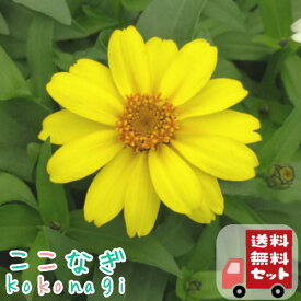 【送料無料・12Pセット】ジニア　プロフュージョン　レモン　苗　9センチポット　3号