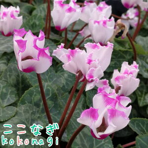 K[fVN@Au\ hD @9Z`|bg@3