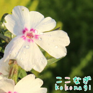 sÑANZg@ō@A[WOEO[X@9Z`|bg@3@VoUN