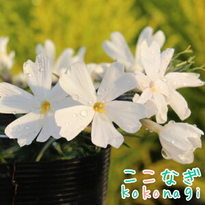 ԂDȐlɁ@ō@zCg@9Z`|bg@3@VoUN