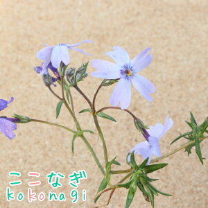 ₩ȐF@ō@u[@9Z`|bg@3@VoUN