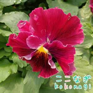 \̔ t炫pW[@GɂȂX~@eB[mf@10.5cm|bg@3.5@pW[ rI t[  K[f K[fjO Ԓd c Hc ~c tc 񂹐A   X