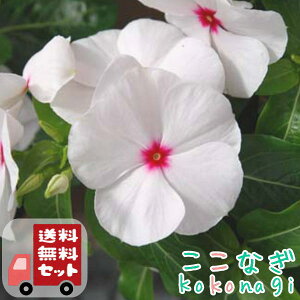 �y���������E12P�Z�b�g�z�r���J �j�`�j�`�\�E�@�|���J�h�b�g�@������ 9cm�|�b�g 3�� �ԕc�Z�b�g