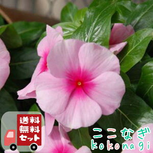 �y���������E12P�Z�b�g�z�r���J �j�`�j�`�\�E�@�A�v���R�b�g�@������ 9cm�|�b�g 3�� �ԕc�Z�b�g