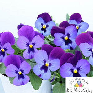 \̔ pW[@悭炭X~@e[Yf@c@10.5cm|bg@3.5@pW[ rI t[  K[f K[fjO Ԓd c Hc ~c tc 񂹐A   X