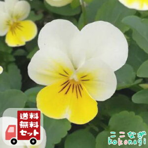 yE12PZbgzrI@'N[CG[bvf t[p[V[Y@9Z`|bg@3@ԕcZbg