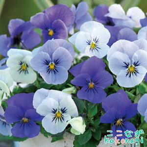 \̔ IWirI@SSZNV@eЂƂԂ̗܁f@10.5cm|bg@3.5@pW[ rI t[  K[f K[fjO Ԓd c Hc ~c tc 񂹐A   