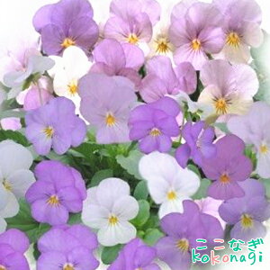 IWirI@SSZNV@e~iGf@10.5cm|bg@3.5@pW[ rI t[  K[f K[fjO Ԓd c Hc ~c tc 񂹐A   X܉