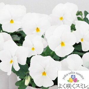 \̔ pW[@悭炭X~@e}V}f@c@10.5cm|bg@3.5@pW[ rI t[  K[f K[fjO Ԓd c Hc ~c tc 񂹐A   X܉