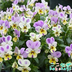 \̔ v~ArI@e񂾁[sNf@10.5cm|bg@3.5@pW[ rI t[  K[f K[fjO Ԓd c Hc ~c tc 񂹐A   X܉