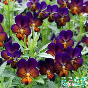 v~ArI@gRj[emREf@10.5cm|bg@3.5@pW[ rI t[  K[f K[fjO Ԓd c Hc ~c tc 񂹐A   X܉