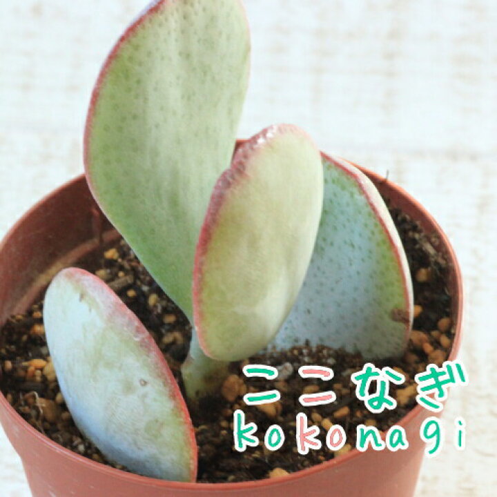 楽天市場 多肉植物 アルボレッセンス クラッスラ属 7 5センチポット 2号 ここなぎ