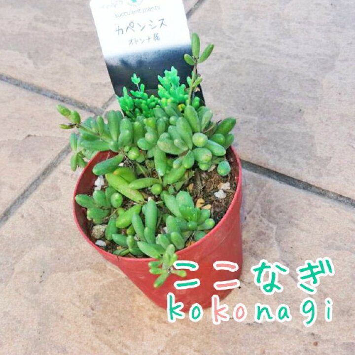 楽天市場】多肉植物 カペンシス オトンナ属 7.5センチポット 2号 