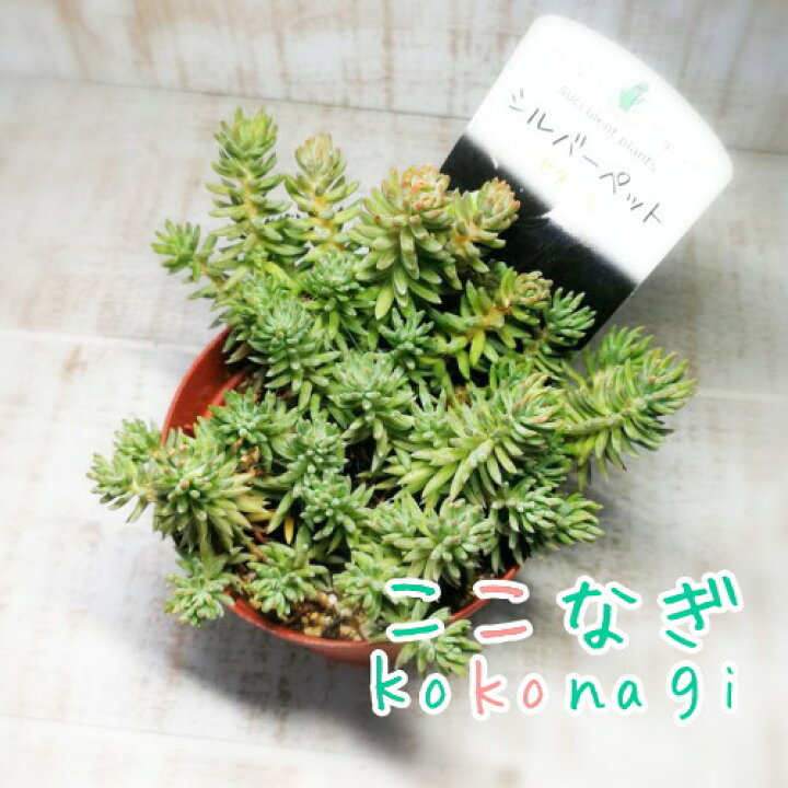 楽天市場】多肉植物 シルバーペット セダム属 7.5センチポット 2号  