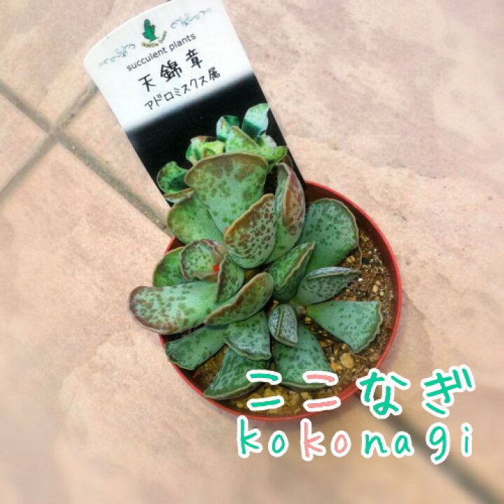 楽天市場】多肉植物 天錦章 アドロミスクス属 7.5センチポット 2号 