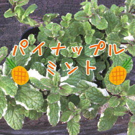 楽天市場 花苗 ポット 花の名前 50音順 は行 は ひ から始まる花苗 ここなぎ