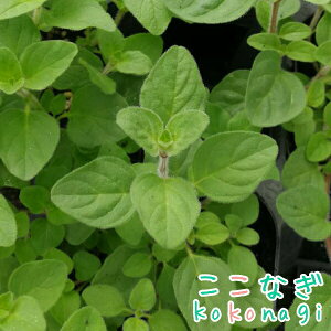 IKm@n[u@c@9Z`|bg@3@n[u