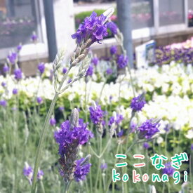 楽天市場 四季咲き ラベンダーの通販