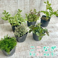 【送料無料】キッチン　ハーブ苗　6ポットセット　9cm　3号　株
