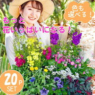 【送料無料】花苗 セット20株　福袋 フラワー 花壇 花 送料無料 苗物 寄せ植え 宿根草 多年草 一年草 庭 …