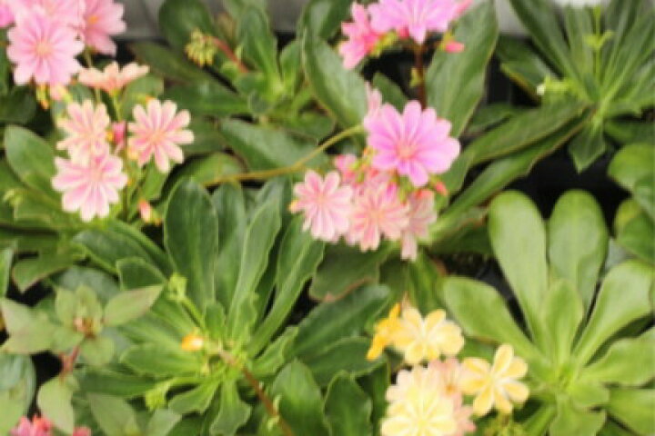 楽天市場 四季咲き レウィシア エリーゼミックス 色おまかせ 苗 ９センチポット 3号 ここなぎ