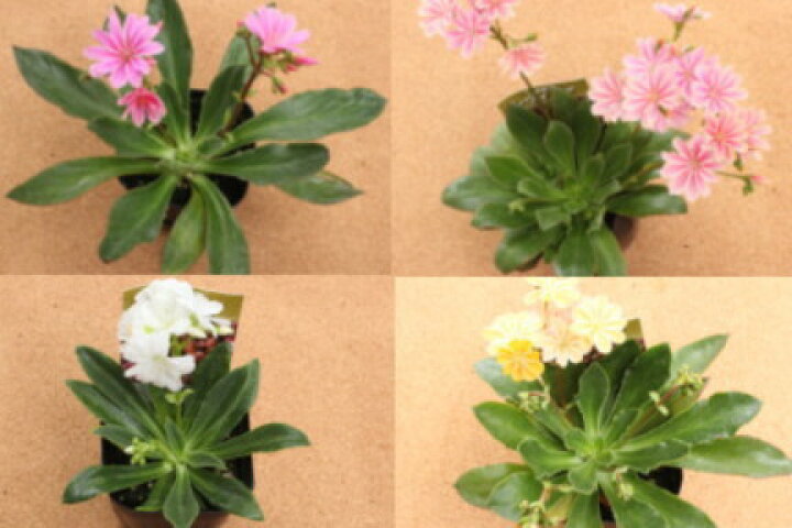 楽天市場 四季咲き レウィシア エリーゼミックス 色おまかせ 苗 ９センチポット 3号 ここなぎ