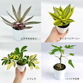 楽天市場 オモト 鉢植えの通販
