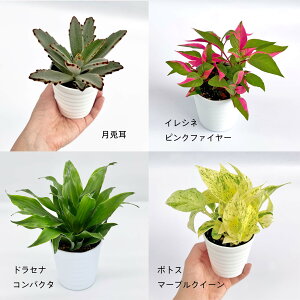 ポトス 鉢植えの人気商品 通販 価格比較 価格 Com