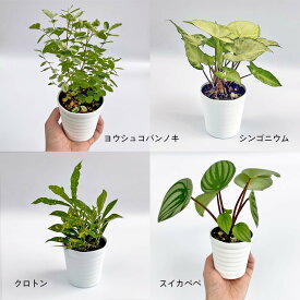 楽天市場 観葉植物 種類 植物 ペペロミア 花 観葉植物 花 ガーデン Diy の通販