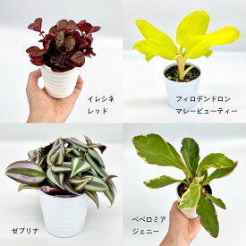 楽天市場 花 ガーデン Diy 種類 植物 ペペロミア イベント 祝日結婚 の通販 楽天市場 花 ガーデン Diy 種類 植物 ペペロミア イベント 祝日結婚 の通販