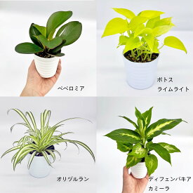 楽天市場 観葉植物 ディフェンバキア カミーラの通販