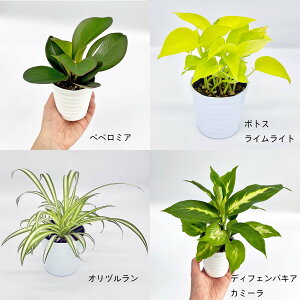 観葉植物 ペペロミア 4号 Diy 工具の人気商品 通販 価格比較 価格 Com