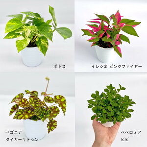 観葉植物 ペペロミア 4号 Diy 工具の人気商品 通販 価格比較 価格 Com