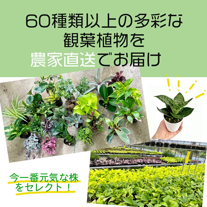 楽天市場 観葉植物 サンスベリア サンセベリア おしゃれ 4号 本物 鉢植え 室内 風水 プレゼント ギフト グリーンインテリア 空気清浄効果 育てやすい 縁起のいい植物 Kokonoe Shop