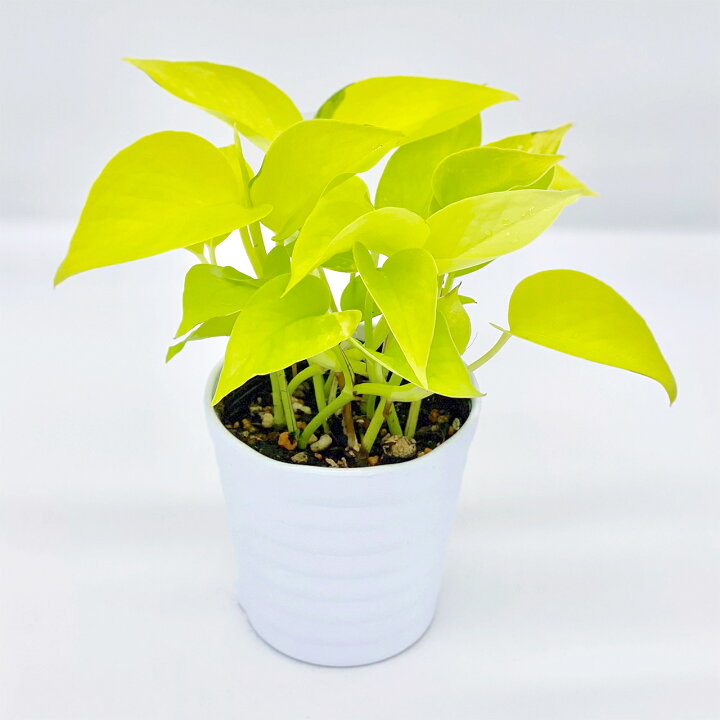 楽天市場 観葉植物4点セット おしゃれ 小さめ ミニ観葉 イレシネ サンスベリア パパイヤ ポトスライムライト斑入り3号 本物 鉢植え 室内 風水 プレゼント ギフト グリーンインテリア 植物 育てやすい Kokonoe Shop