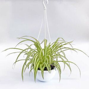 エコプランツ 観葉植物の人気商品 通販 価格比較 価格 Com