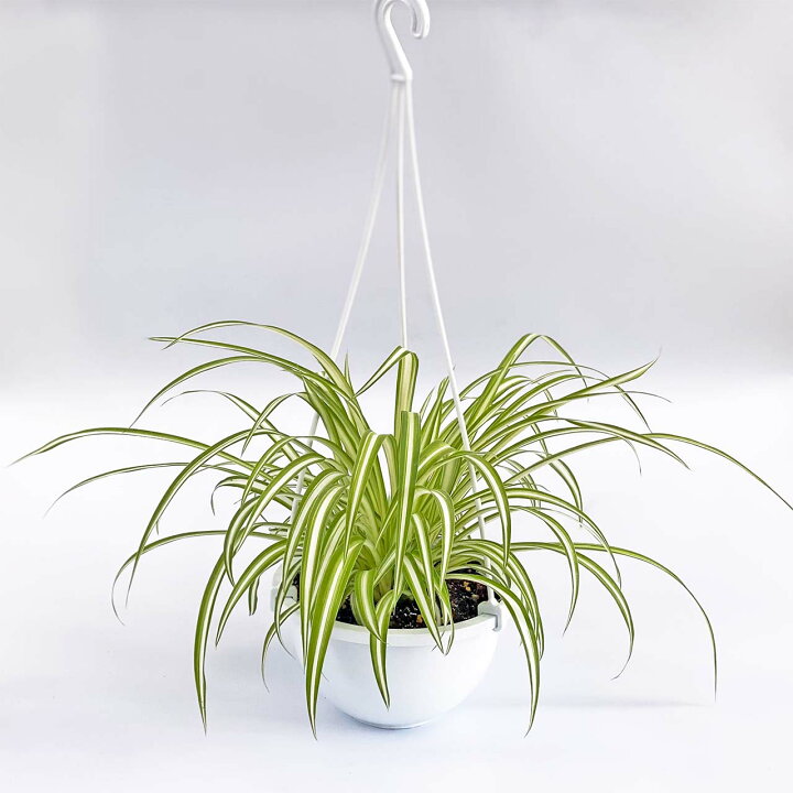 楽天市場 観葉植物 オリヅルラン おしゃれ ハンギング 吊り鉢 吊りポット 5号 本物 鉢植え 室内 風水 プレゼント ギフト グリーンインテリア 空気清浄効果 育てやすい 縁起のいい植物 Kokonoe Shop 楽天市場 観葉植物 オリヅルラン おしゃれ ハンギング 吊り鉢 吊りポット 5号 本物 鉢植え 室内 風水 プレゼント ギフト グリーンインテリア 空気清浄効果 育てやすい 縁起のいい植物 Kokonoe Shop