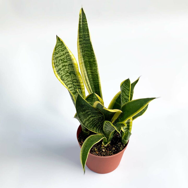 楽天市場 観葉植物 サンスベリア サンセベリア おしゃれ 4号 本物 鉢植え 室内 風水 プレゼント ギフト グリーンインテリア 空気清浄効果 育てやすい 縁起のいい植物 Kokonoe Shop