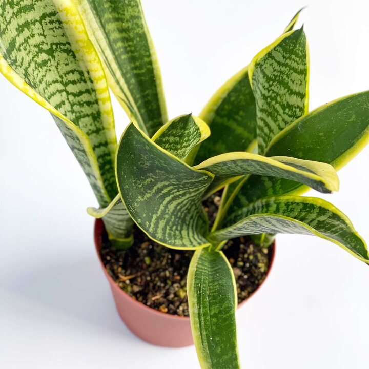 大流行中 開運植物 金運をアップ 空気清浄 おしゃれ 観葉植物 サンスベリア 鉢植え サンセベリア