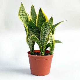 観葉植物 サンスベリア サンセベリア おしゃれ 4号 本物 鉢植え 室内 風水 プレゼント ギフト グリーンインテリア 空気清浄効果 育てやすい 縁起のいい植物